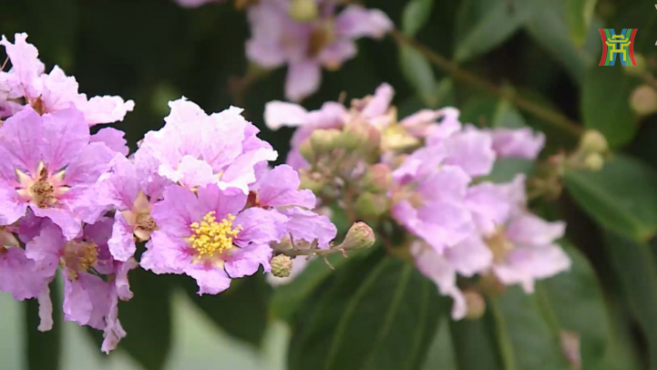 Bằng lăng nhuộm tím phố phường Hà Nội